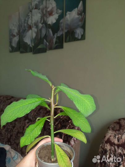 Синадениумы и педилантусы