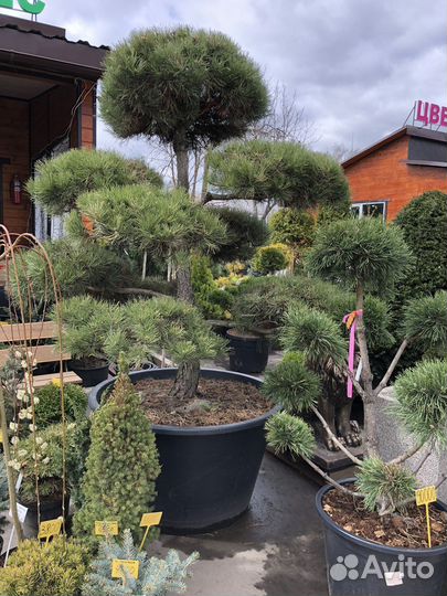 Сосна туя смарагд Брабант можжевельник, бансай