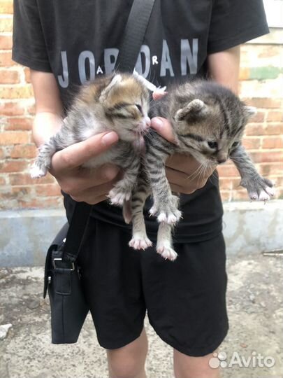 Котята