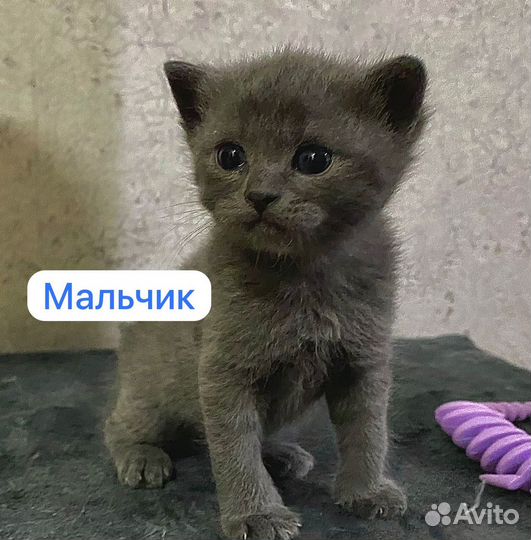 Кошки и котята