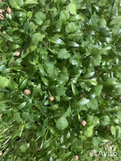 Микрозелень