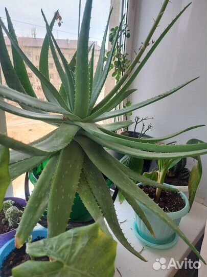 Алоэ вера большой