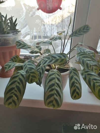 Марантовые