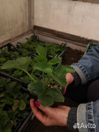 Рассада клубники