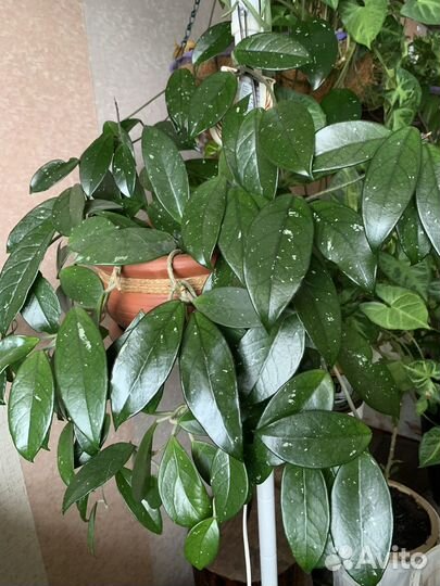 Драцена,сингониум,хойя