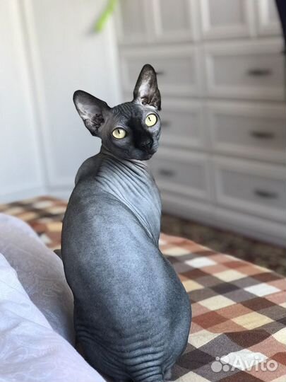 Канадский сфинкс