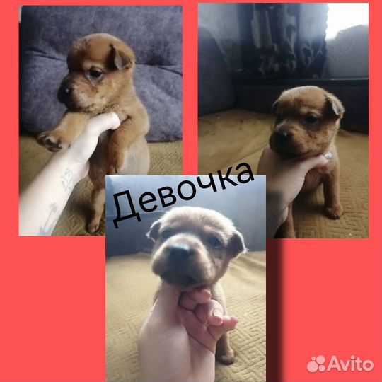 Помесь шарпея и дворняжки