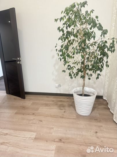 Фикус бенджамина большой