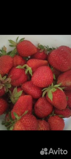 Рассада клубники