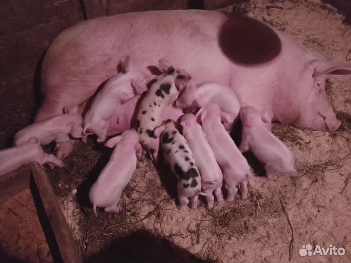 Поросенок ландрас