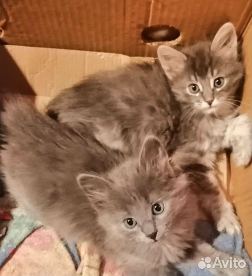 Котята в добрые руки