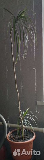 Пальма драцена