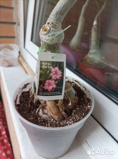 Адениум взрослый Pink Lady из тайланда