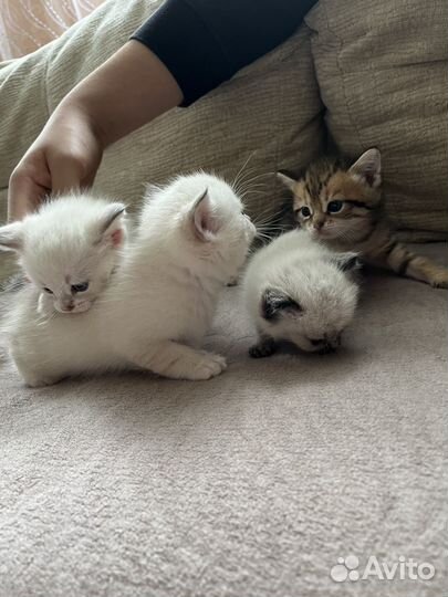 Котята сиамские