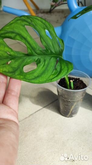 Монстера Monkey Mask,Эпипремнум Энджой