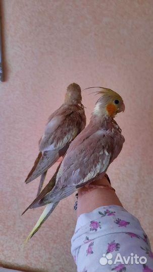 Полностью Ручной Попугай кореллы птенцы