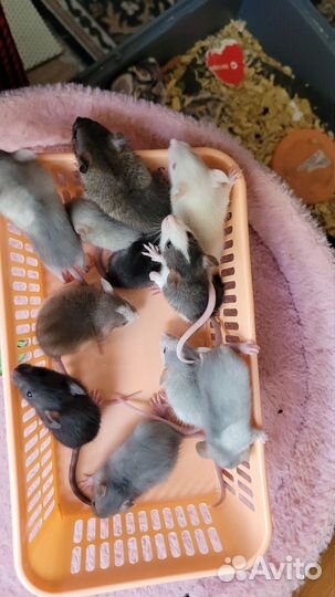 Крыса дамбо