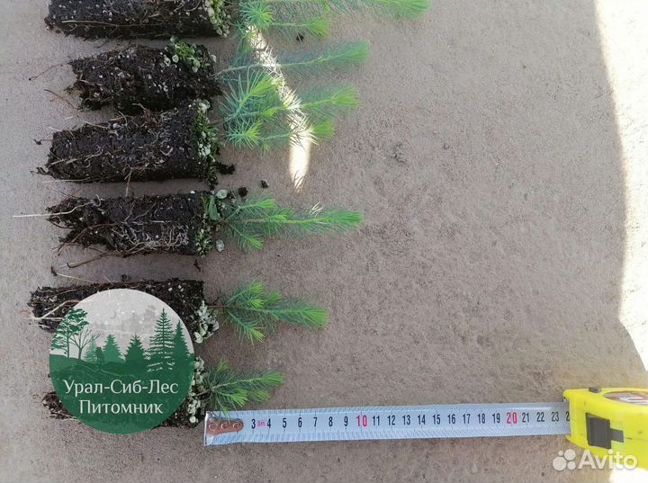 Зкс Сосна сеянцы Ели Лиственницы окс Голуб Горная