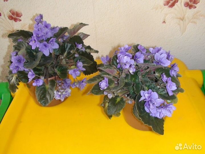 Дельфт Империал