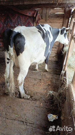 Бычки коровы