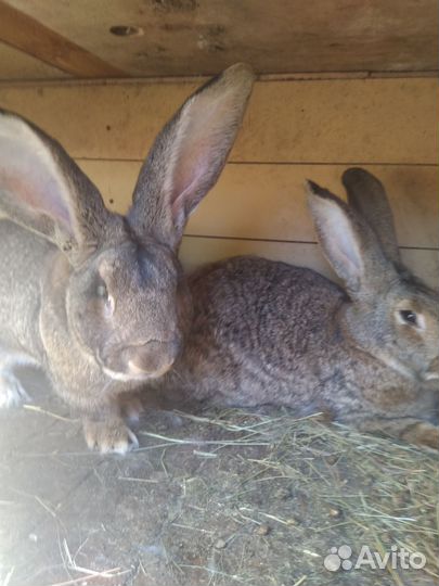 Кролики на племя