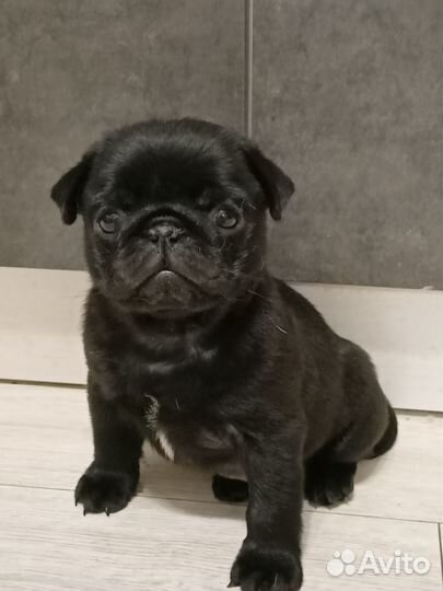 Щенки мопса