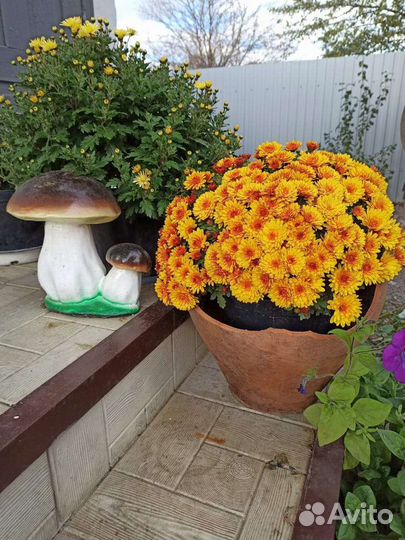 Хризантемы