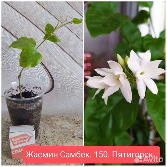 Комнатные растения