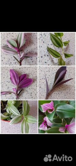 Традесканции сортовые