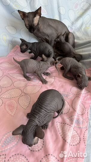 Канадский сфинкс