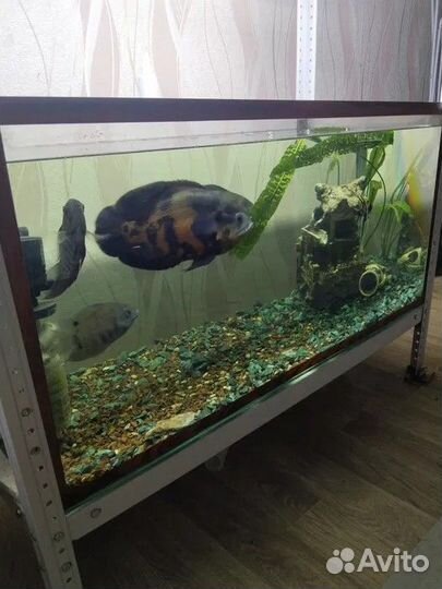 Аквариум