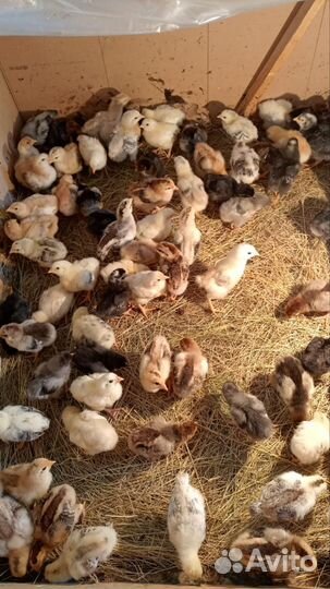 Куры цыплята
