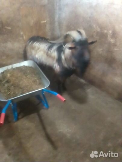 Продается козёл