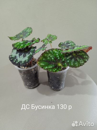 Детки бегоний