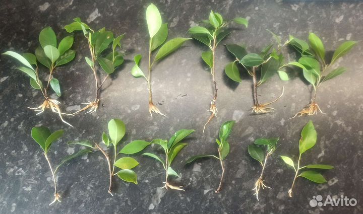 Бонсай Фикус микрокарпа генсенг