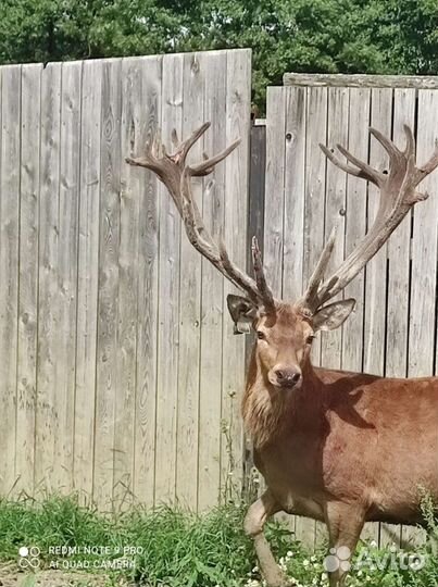 Олень европейский благородный