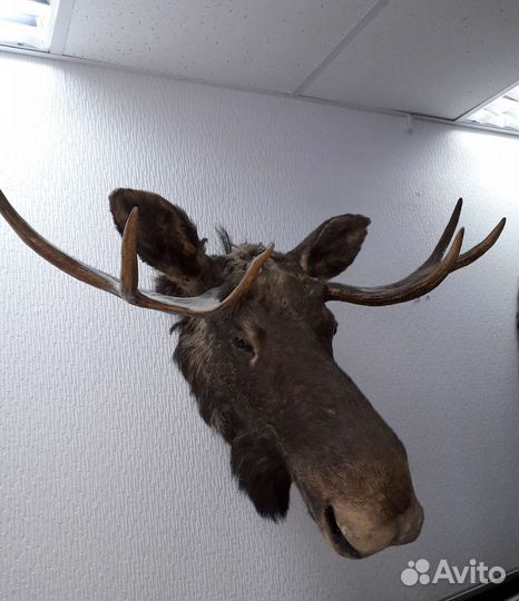 Чучело головы очень крупные