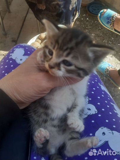 Кошка в дар