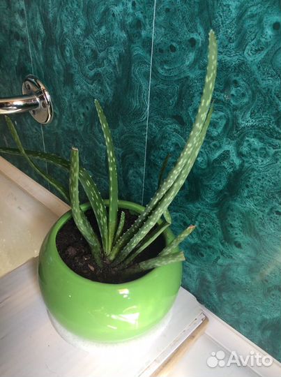 Алоэ-Вера 3-х летнее