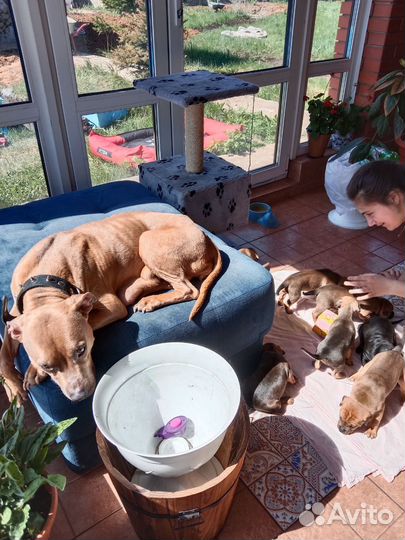 Продам щенков Питбуля