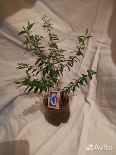 Комнатные цветы мирт