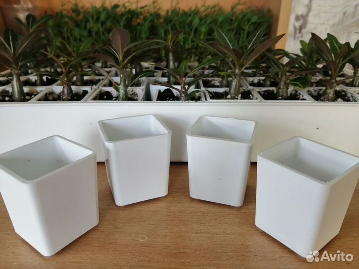 Горшочки для суккулентов