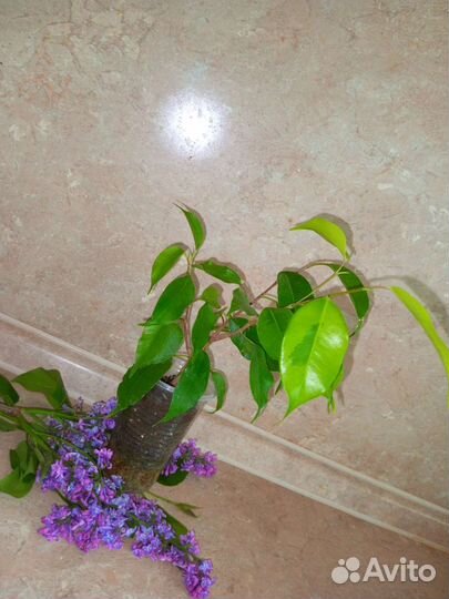 Сортовые фикусы