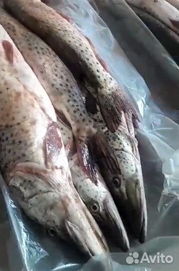 Рыба свежемороженая судак/щука