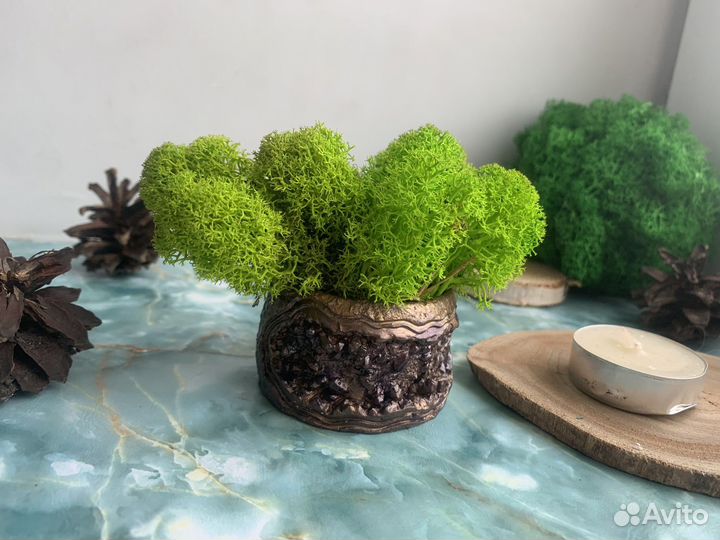 Кашпо со стабилизированным (живым) мхом