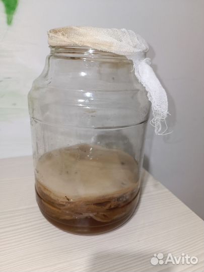 Чайный гриб