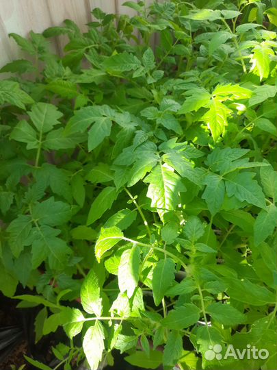 Рассада помидор, перцев, огурцов