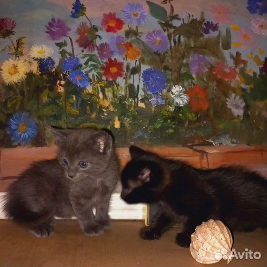 Турецкая ангора