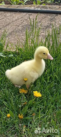 Гусята муларды утята