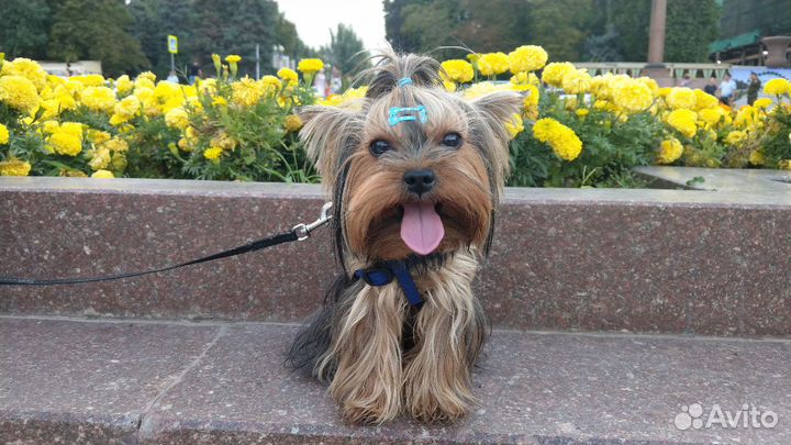 Йорк для вязки